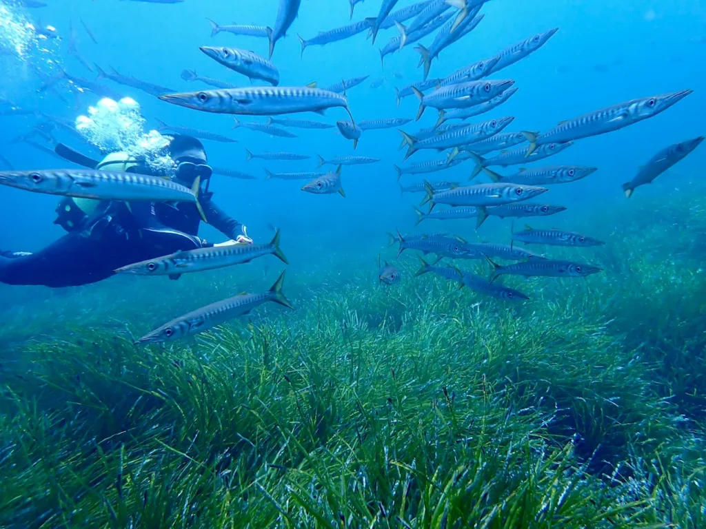 SCUBA DIVING, GOZO, MALTA