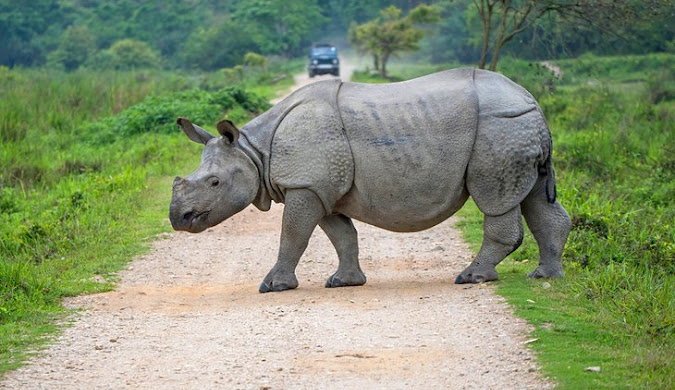 Assam – Rhinos, Rivers